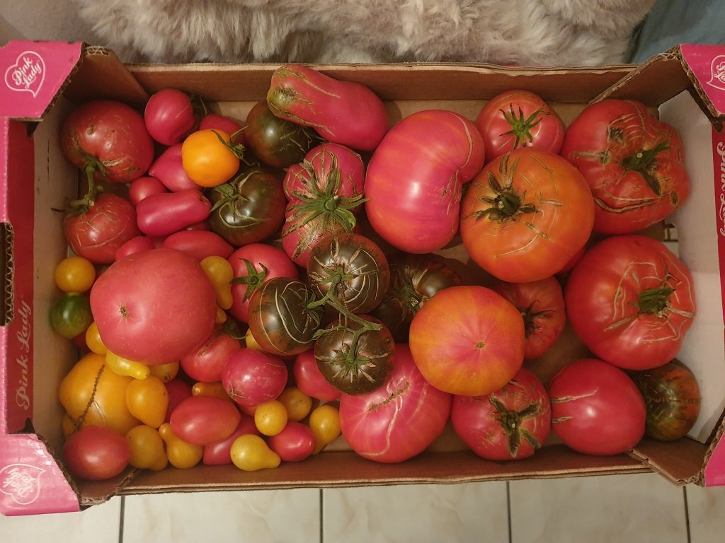 221024 tomates.jpg