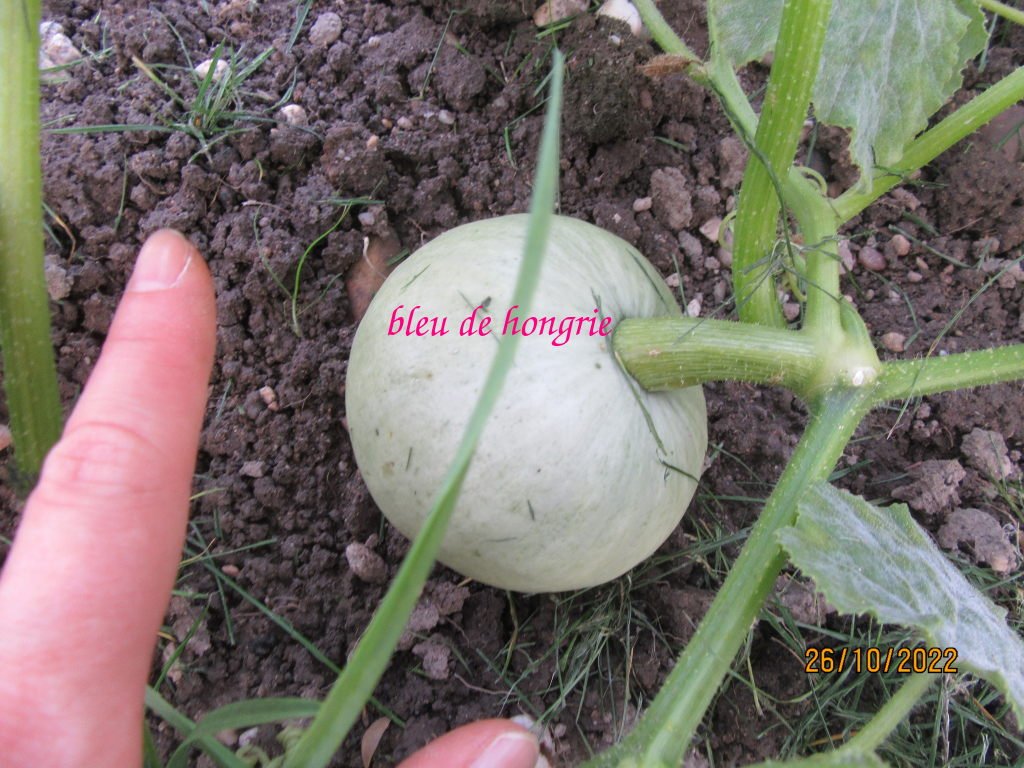 pot bleu26oct.jpeg