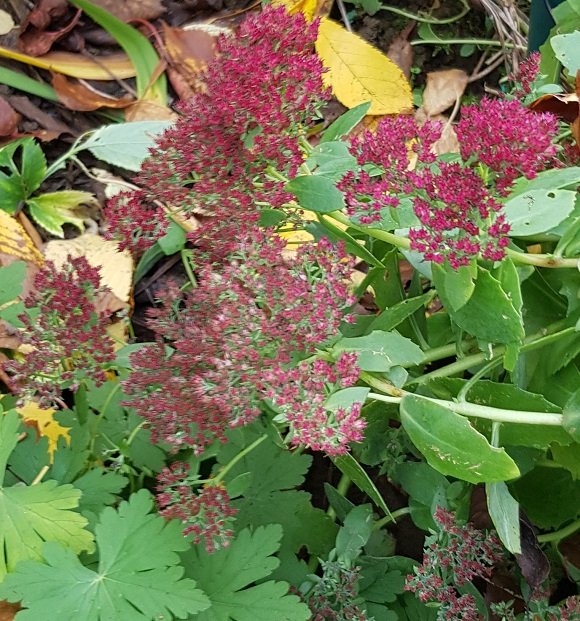 221025 sedum  .jpg