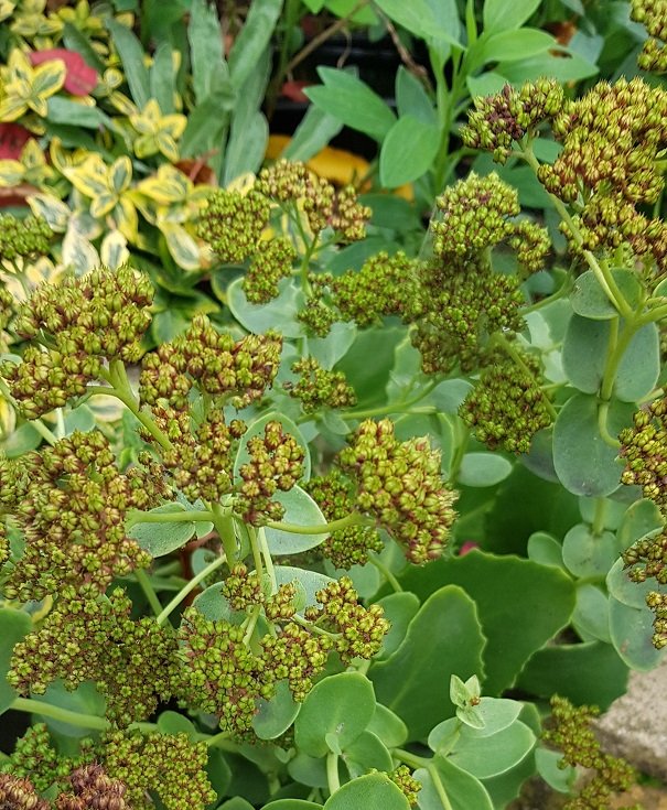 221025  sedum grain .jpg