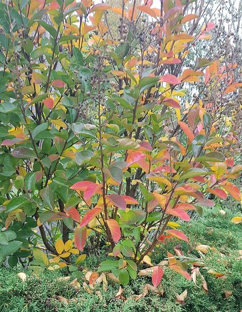 221020 lagerstro f automn   .jpg