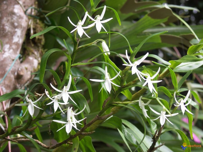 jumellea-fragrans-visoflora-4324.jpg
