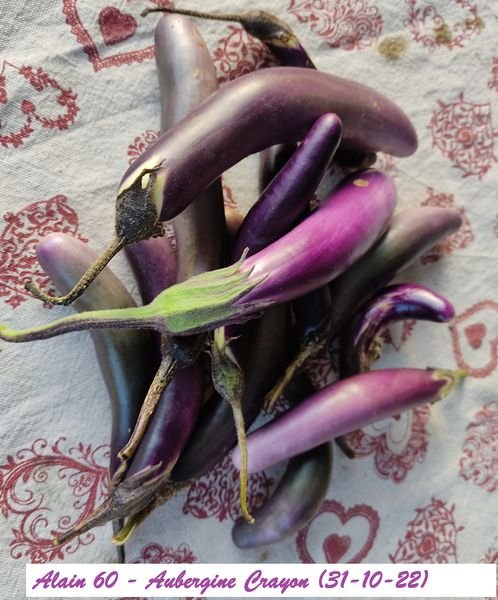 Aubergine C.jpg