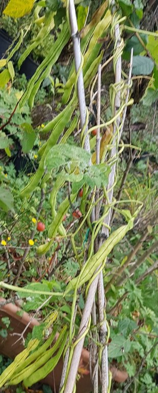 221025 haricots grimp neckar k  .jpg