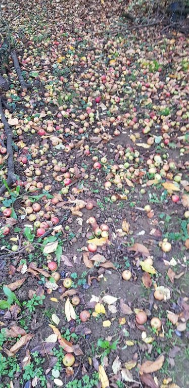 221025 pomm cidre  .jpg