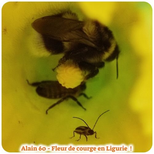 Courge et insectes.jpg