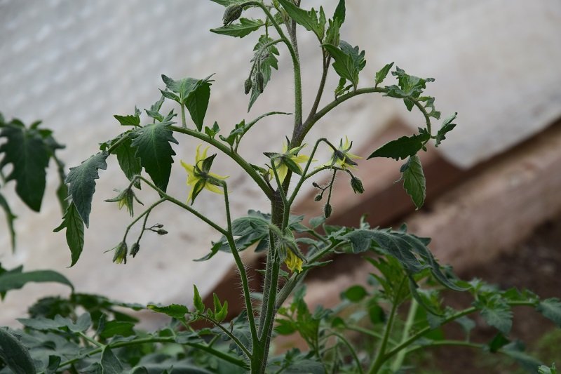 DSC_0206.JPG