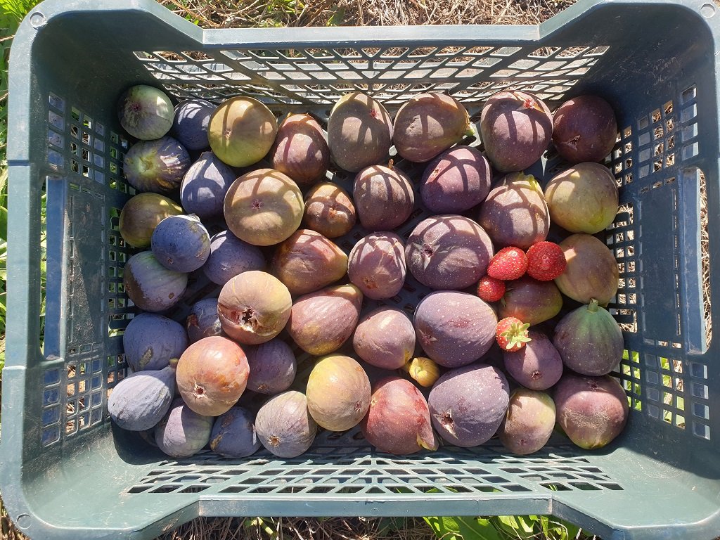 221101 récolte de figues.jpg