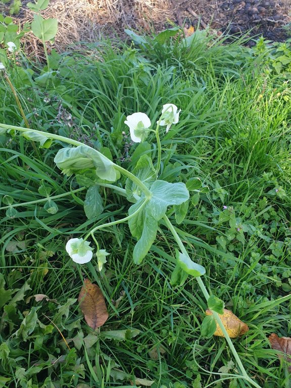 221101 repousse de petit pois.jpg