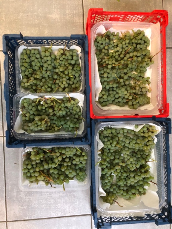 06E30DDA-F8C7-41AB-87DF-C940C18D2521.jpeg