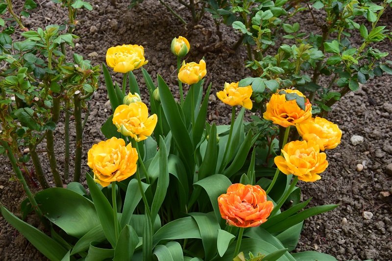 DSC_0194.JPG