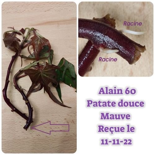 Patate douce Mauve +.jpg