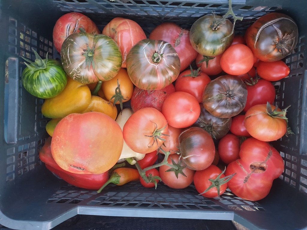 221110 derniière récolte de tomates.jpg