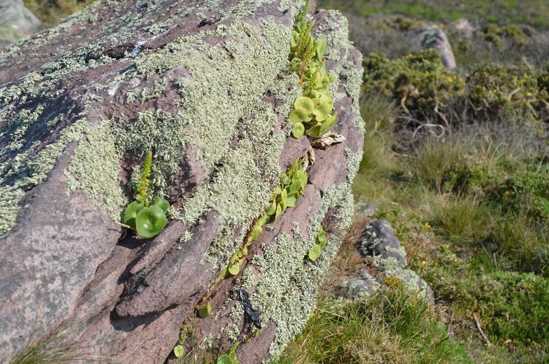 190420 plante accrochée au granite.JPG