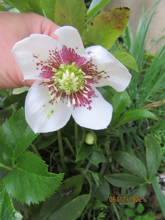 hellebore6dec.jpeg