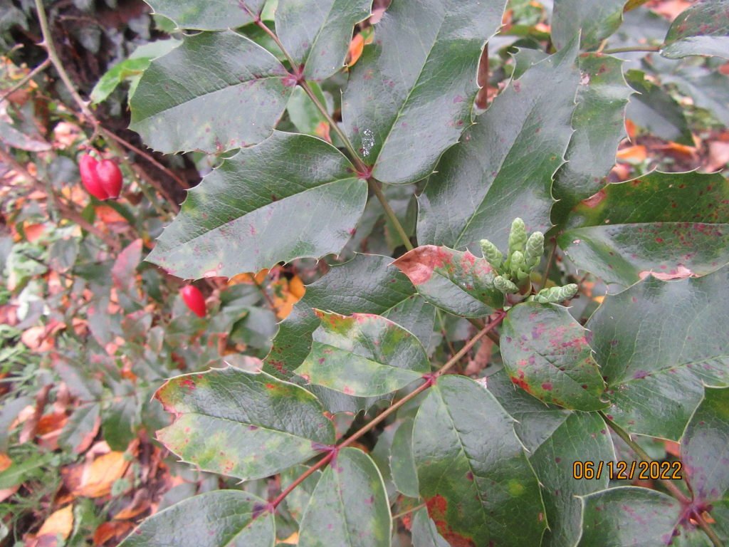 boutons mahonia.jpeg