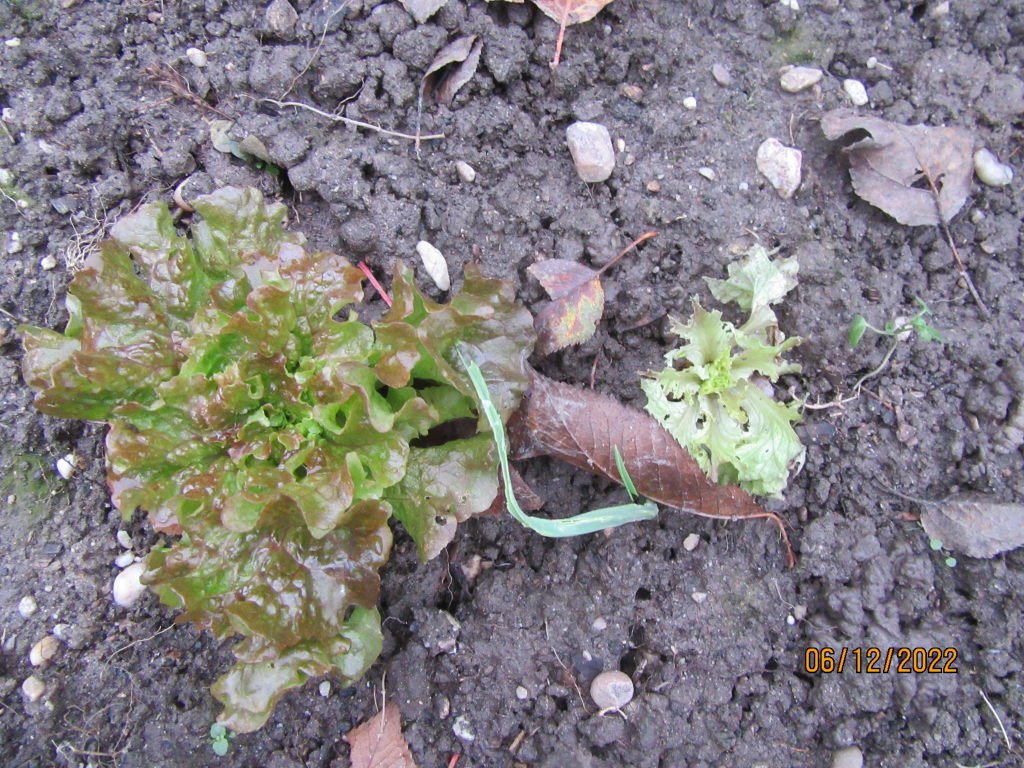 salade repique.jpeg