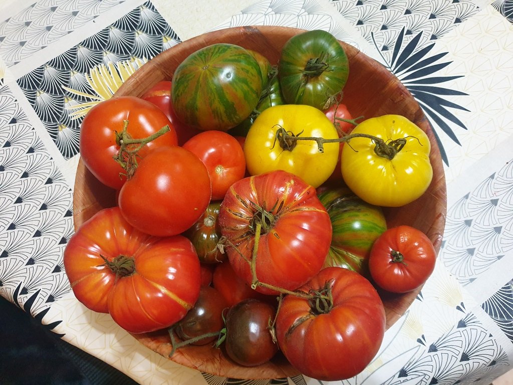 221208 tomates d'intérieur.jpg