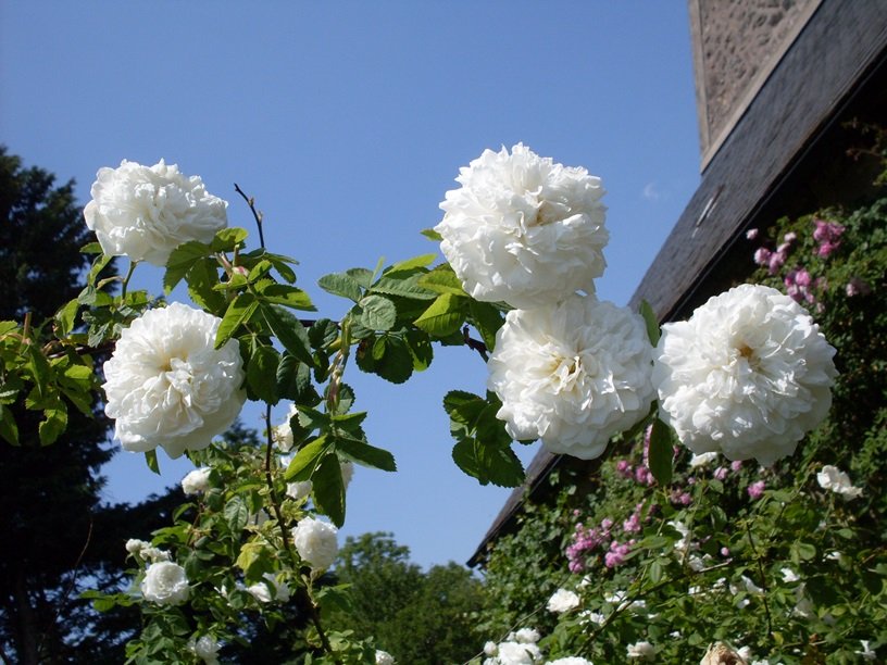 Mi Juin Mme Legras de Saint Germain Fleursrdt.jpg