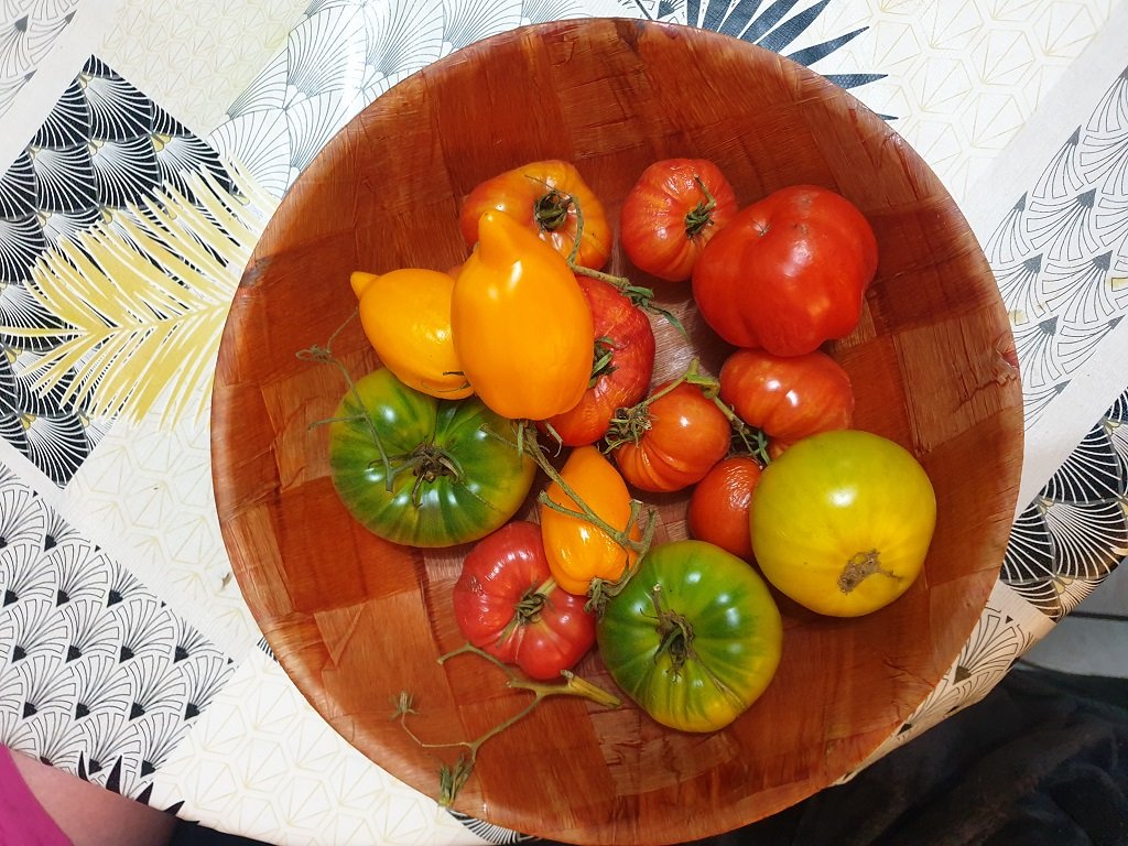 230101 dernière récolte de tomates.jpg