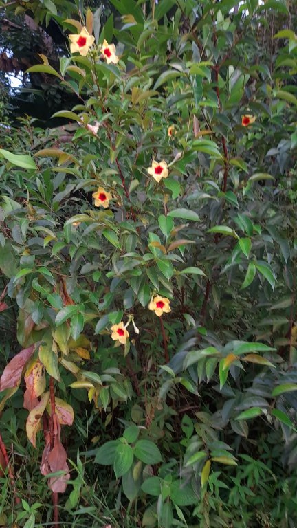 mandevilla 1.jpg