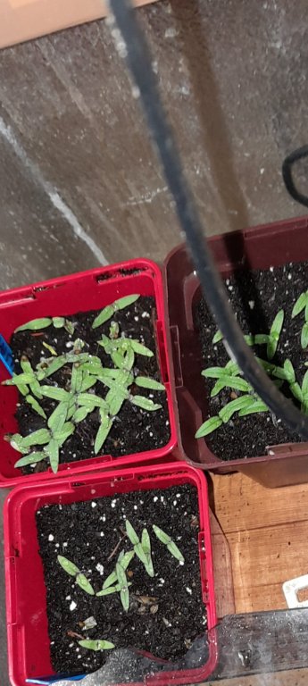 tomates 22-1-23.jpg