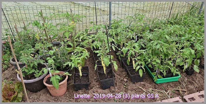 2019-04-28 (3) plants gs rsm.jpg