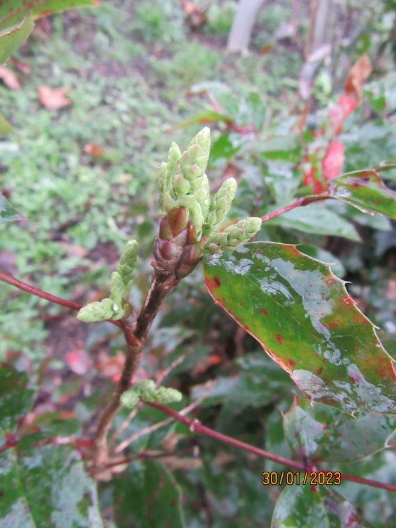 mahonia30jan.jpeg