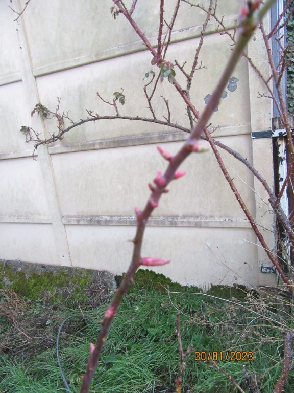 bourgeons rose.jpeg