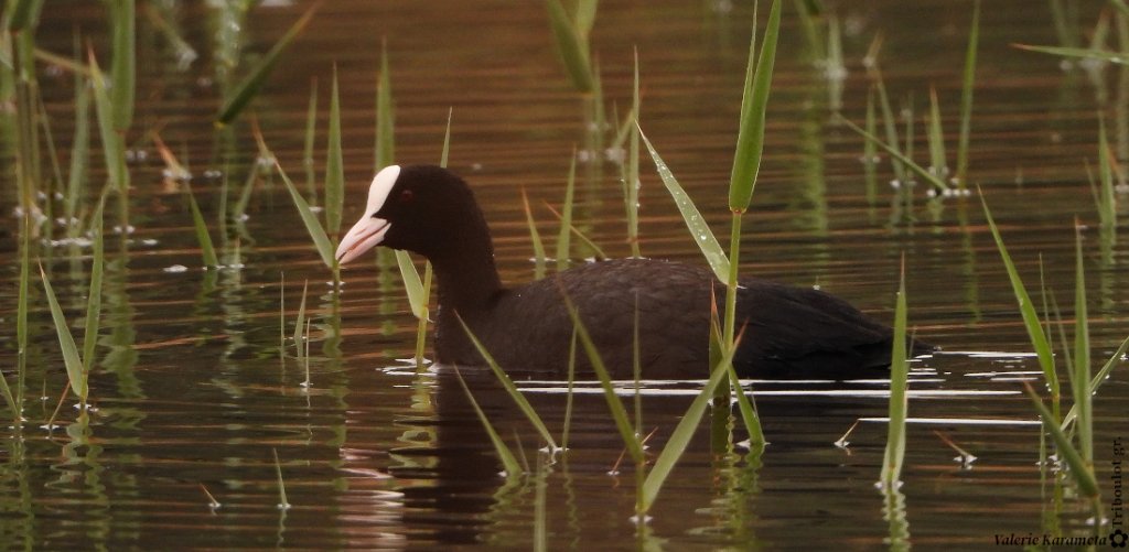 Φαλαρίδα - Eurasian coot (Fulica atra).JPG