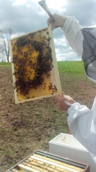 Le cadre de cire gaufree apres 6 jours