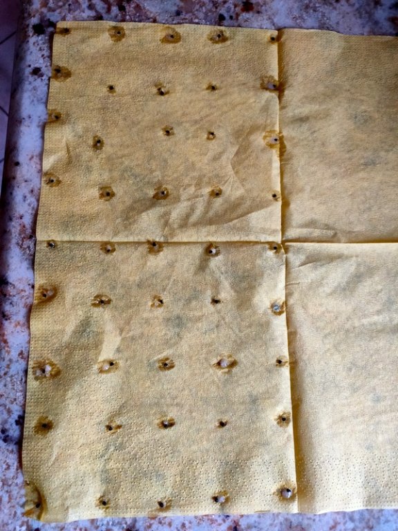 Graines de poireau collées avec colle de riz sur serviette papier