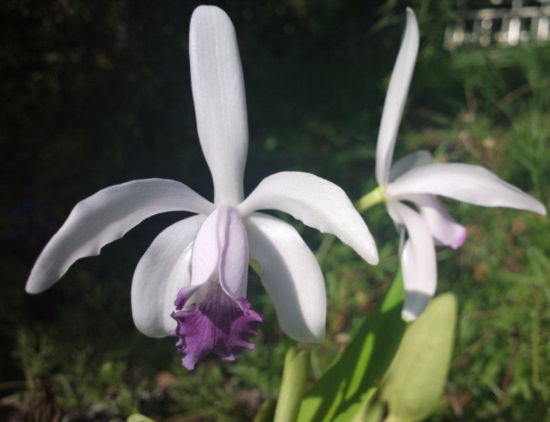 cattleya intermedia coerulea.jpg