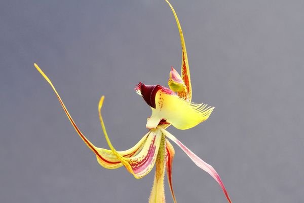 butterfly-orchid+.jpg