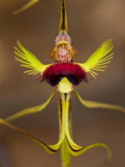 Orquídea Aranha-borboleta (Caladenia lobata).jpg