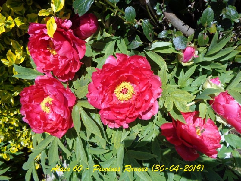 Pivoines rouges.JPG