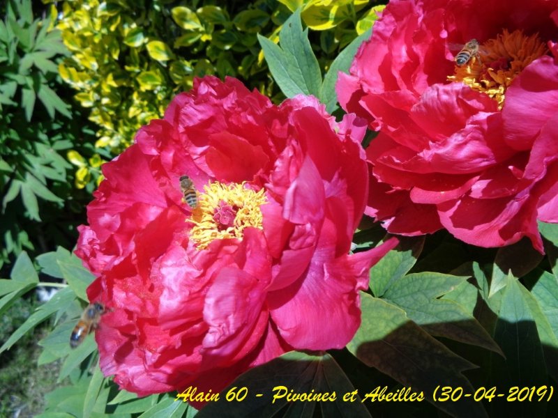 Pivoine R et abeilles.JPG