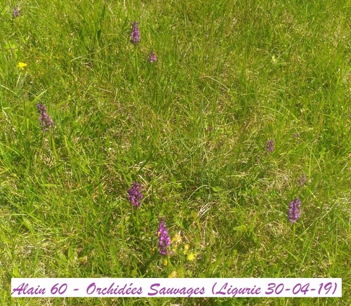 Orchidée Sauvage 0.jpg