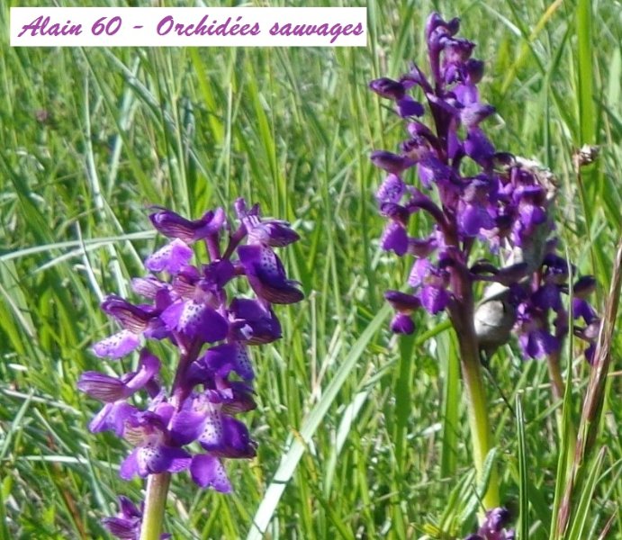 Orchidées Sauvages.JPG