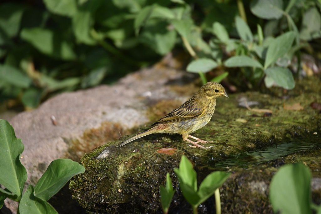 DSC_2331.JPG