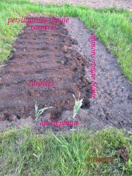 carottes.jpg