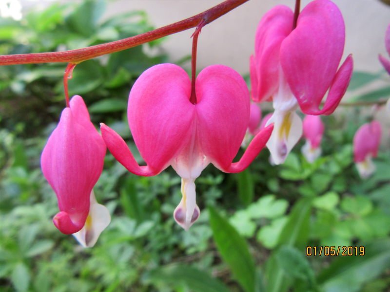 coeur marie ouvert.jpg