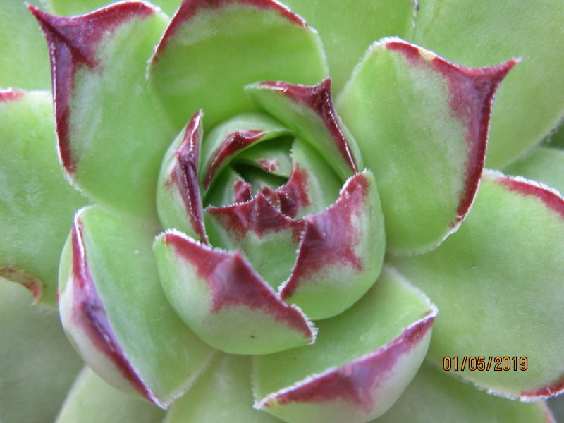 rose verte.jpg