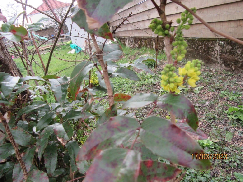 mahonia17mars.jpeg