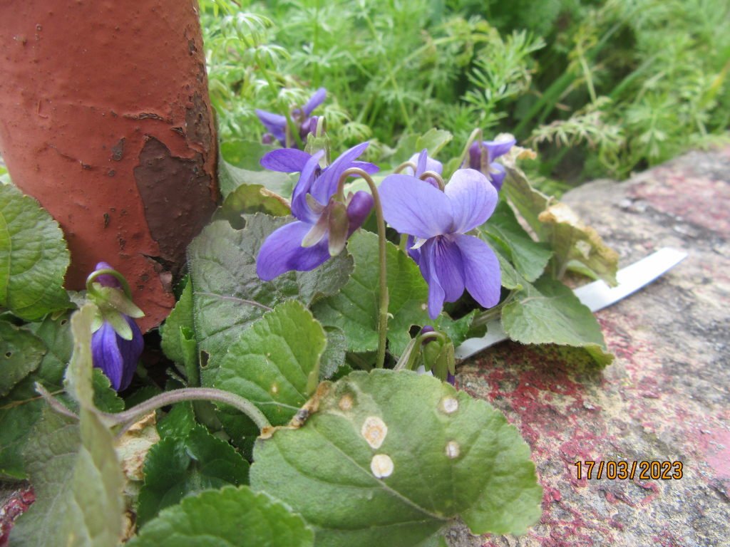 violette17mars.jpeg