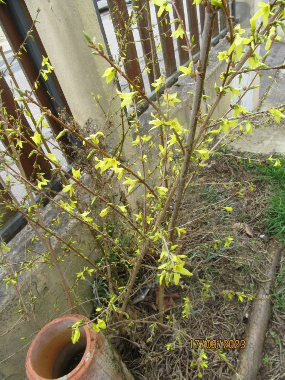 forsythia17mars.jpeg