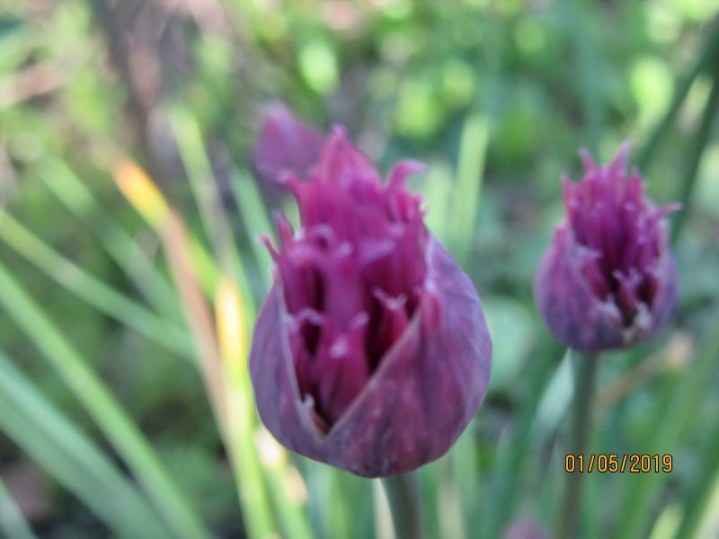 fleurs.jpg