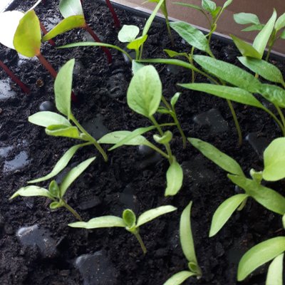 poivrons et aubergines sans soucis