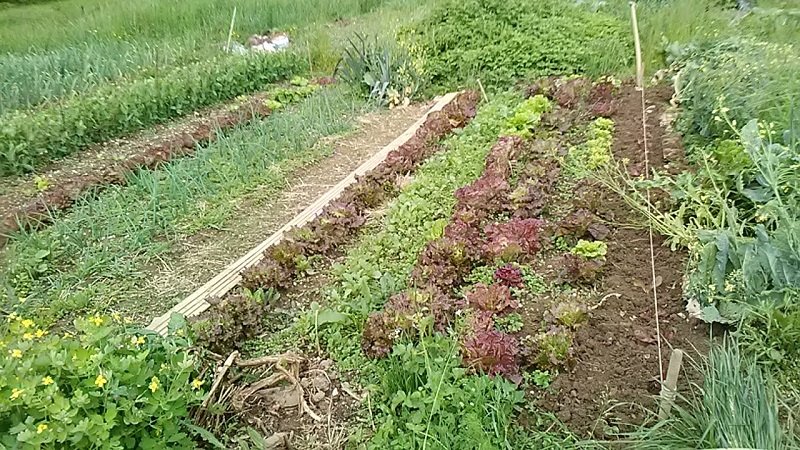 plantation de salades.jpg