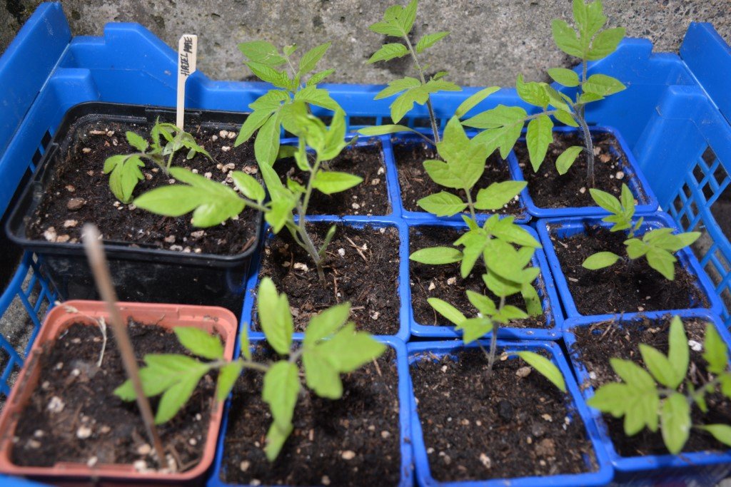 San Marzano dans les godets bleus